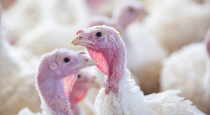 Another outbreak of bird flu in the Lubusz Voivodeship