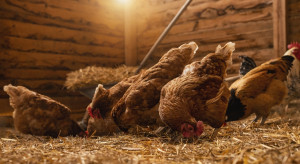 Legal slaughter of chickens on the farm.  What requirements must be met?