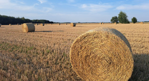Problematic nickel in cereal grains. Another surprise for farmers