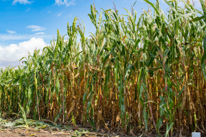 Jaką odmianę kukurydzy na słabą glebę wybrać? Przegląd odmianowy na 2024 r.