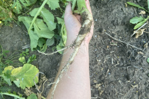Żywe korzenie to naturalny polepszacz gleby