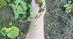 Living roots are a natural soil improver