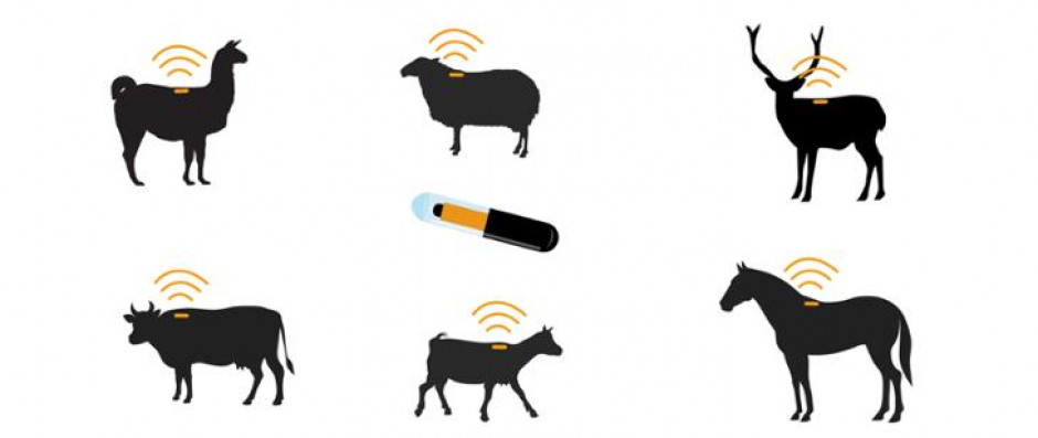 Implantable animal transponders available from February Implantable animal transponders available from February