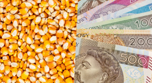 Maize subsidies must and will be diversified
