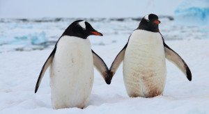 Scientists are sounding the alarm. Bird flu is spreading among penguins Scientists are sounding the alarm. Bird flu is spreading among penguins