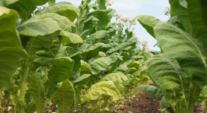 Is the death of the tobacco industry imminent?  What about tobacco cultivation in Poland?