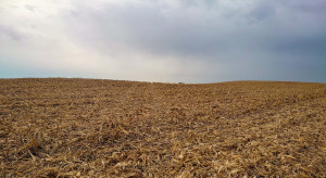 What to sow after corn in spring?