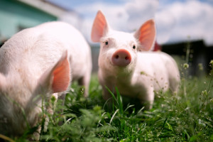 KSG Agro rusza z programem odbudowy pogłowia świń na Ukrainie. Potencjał jest ogromny