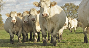 The biggest challenges facing the beef sector