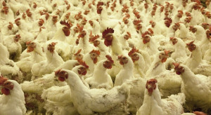 Bird flu in the Czech Republic: two new outbreaks detected