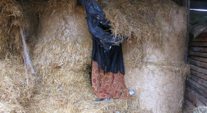 Podlasie: Hemp plantation hidden in a straw bale maze