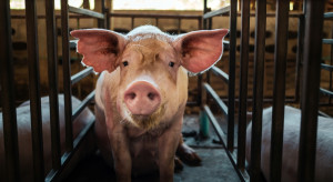 The small stock exchange does not lose momentum.  Another price increase for fattened pigs