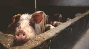 WIR: Colossal losses in pig fattening.  The extra amount is up to PLN 300 per item