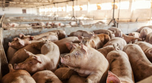 Further price increases for fattened pigs.  Prices are the highest since mid-December