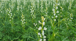 The importance of legumes in regenerative agriculture