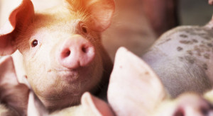 Pig farmers could save grain producers.  But they can't