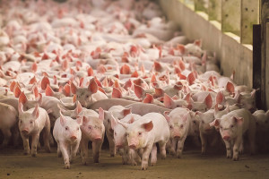 Jak chronić świnie przed chorobą obrzękową?