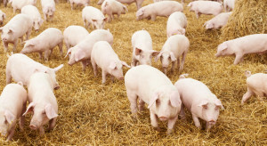 ASF irreversibly changed Polish pig production.  The opportunity lies in integration