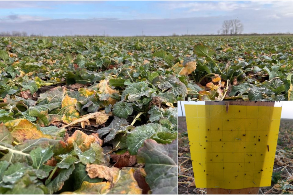 Yellow containers or tapes allow you to monitor the threat of rapeseed pests; Photo AK Yellow containers or tapes allow you to monitor the threat of rapeseed pests; Photo AK
