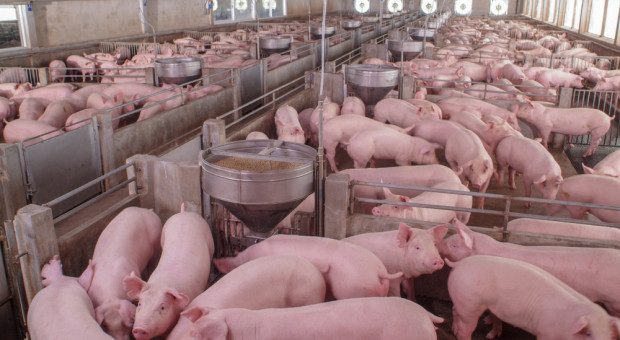 Chiny redukują pogłowie świń. Spadek w ciągu roku o ponad 22 mln sztuk