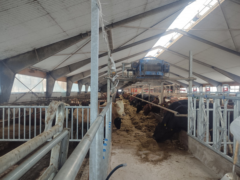 Automatic feed dispensing system.  The conveyor belt is located above the feed aisle along its entire length, at a height of approximately 2 meters above the floor.  The feed is given to the cows 6 times a day, photo: Farmer