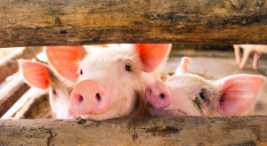 We lost over 1/3 of our pig herds in two years.  Where were the losses the highest?