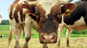 Investments improving cattle welfare.  PZHiPBM submits comments and proposals