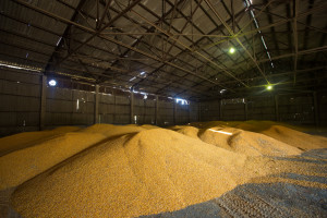 Nadwyżki zbóż pozostaną problemem także w kolejnym sezonie. Wciąż chodzi o niewydolny eksport
