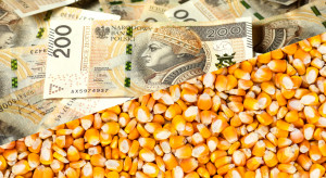 ARiMR pays subsidies for corn