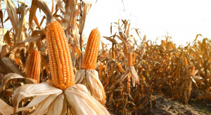 Wheat PLN 400, corn PLN 300? Is it real? Wheat PLN 400, corn PLN 300? Is it real?