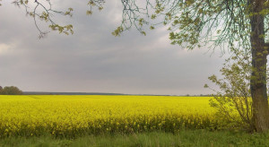 Bulgaria: The European Commission approved aid for producers of cereals and oilseeds