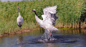 The EC initiated proceedings against Germany.  For failure to properly protect birds