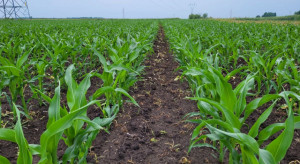 The Ministry of Environmental Protection wants to limit the export of Polish wood obtained from the State Forests The Ministry of Environmental Protection wants to limit the export of Polish wood obtained from the State Forests