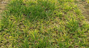 Winter barley in poor condition.  What is the reason for this?