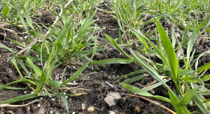 Rapeseed prices on MATIT have been rising for four weeks Rapeseed prices on MATIT have been rising for four weeks