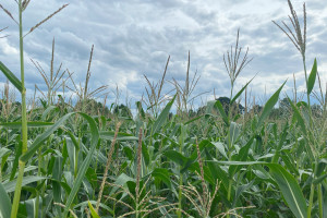 Siew kukurydzy dopasowany do potencjału stanowiska