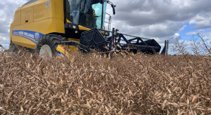 Sowing mustard seeds.  Is it worth it?