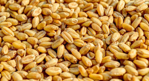 Strong increases in prices of most grains on world stock exchanges Strong increases in prices of most grains on world stock exchanges