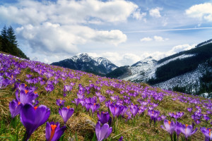 Podczas Świąt Wielkanocnych w Tatrach sezon krokusowy w pełni