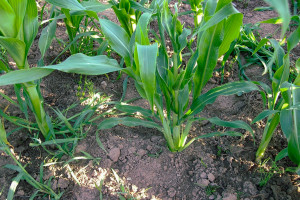 Niekorzystne krzewienie kukurydzy może wpływać na mniejszy plon
