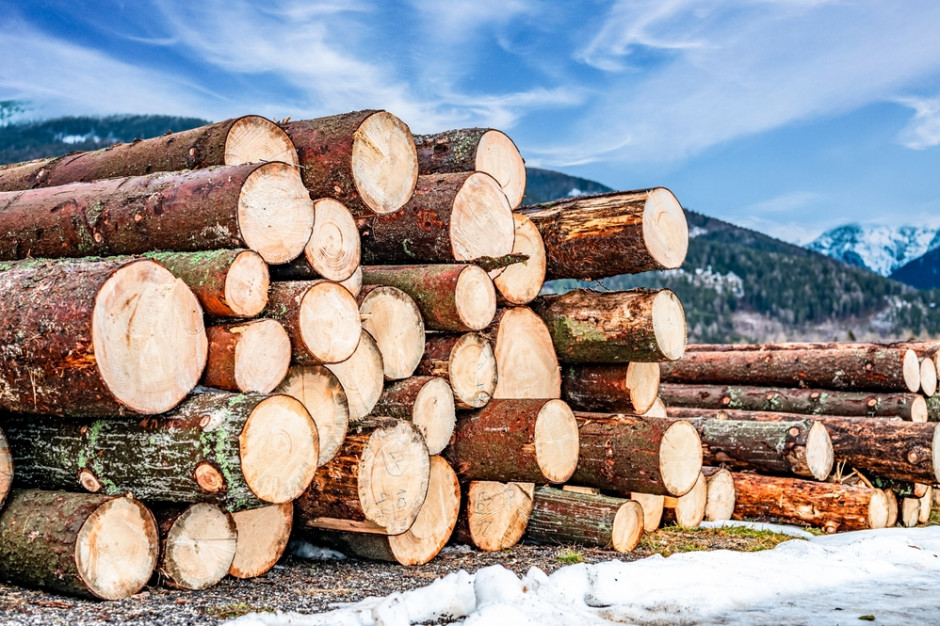 Bruksela rozważa wprowadzenie ceł na drewno z Rosji, fot. shutterstock
