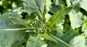 Insecticides are becoming less and less effective in the fight against the cutworm and the weevil