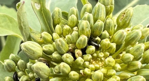 Sweetness well above the threshold.  One treatment may not be enough