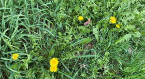 Dandelions are blooming, so can I sow corn now?
