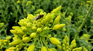 How long do insecticides last? Do we still have protection in rapeseed?