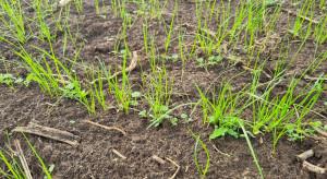 Will we see bioherbicides?