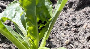 Forecasted problem with aphids.  How to combat them in sugar beet?