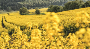 A slight increase in the price of rapeseed on MATIF
