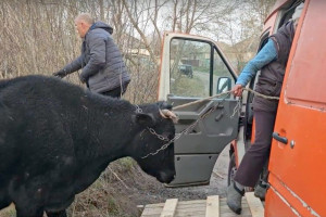 Ukraina: Rolnicy nie chcieli zostawić krów na pastwę rosyjskich dronów. Uciekli wraz z bydłem