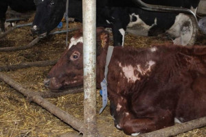 29 padłych krów w gospodarstwie pod Włocławkiem, drugie tyle w strasznym stanie